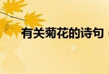 有关菊花的诗句（菊花古诗十首赏析）