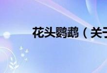 花头鹦鹉（关于花头鹦鹉的介绍）