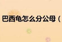 巴西龟怎么分公母（判断巴西龟性别的方法）