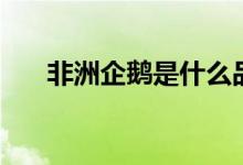 非洲企鹅是什么品种（非洲企鹅简述）