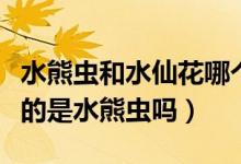 水熊虫和水仙花哪个生命力更强（生命力最强的是水熊虫吗）