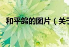 和平鸽的图片（关于和平鸽的图片的介绍）