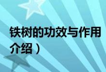 铁树的功效与作用（关于铁树的功效与作用的介绍）