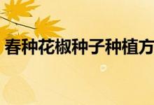 春种花椒种子种植方法（花椒种植方法分享）