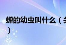 蝉的幼虫叫什么（关于蝉的幼虫叫什么的介绍）