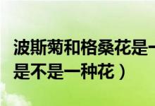 波斯菊和格桑花是一种花吗（波斯菊和格桑花是不是一种花）