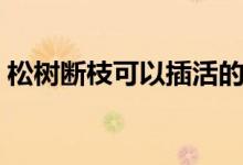 松树断枝可以插活的方法（松树枝扦插生根）