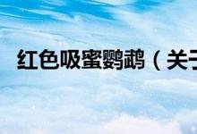 红色吸蜜鹦鹉（关于红色吸蜜鹦鹉的介绍）