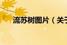 流苏树图片（关于流苏树图片的介绍）