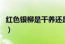 红色银柳是干养还是水培（干养水培效果不同）