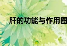 肝的功能与作用图片（肝的功能有哪些）