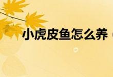 小虎皮鱼怎么养（大家可以了解一下）