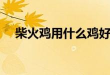 柴火鸡用什么鸡好（柴火鸡用哪种鸡好）