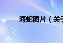 海蛇图片（关于海蛇图片的介绍）