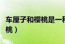 车厘子和樱桃是一种水果吗（车厘子是不是樱桃）