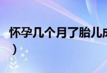 怀孕几个月了胎儿成形（怀孕几个月胎儿成型）
