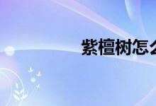 紫檀树怎么养（长得快）