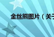 金丝熊图片（关于金丝熊图片的介绍）