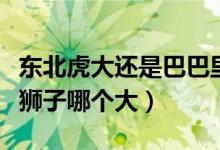 东北虎大还是巴巴里狮子大（东北虎大巴巴里狮子哪个大）