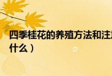 四季桂花的养殖方法和注意事项（如何养殖四季桂花要注意什么）