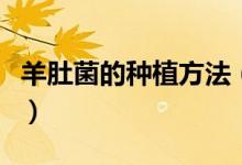 羊肚菌的种植方法（羊肚菌的种植方法是什么）