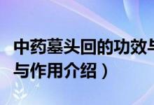 中药墓头回的功效与作用（中药墓头回的功效与作用介绍）