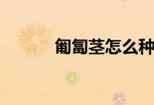 匍匐茎怎么种（来看看方法吧）