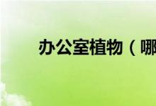 办公室植物（哪些植物适合办公室）