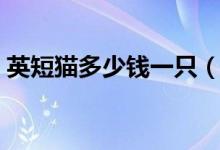 英短猫多少钱一只（英短猫一只大概多少钱）