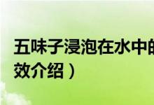 五味子浸泡在水中的功效（五味子泡水喝的功效介绍）