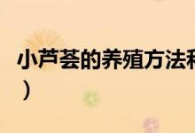 小芦荟的养殖方法和注意事项（怎么养小芦荟）