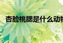 杏脸桃腮是什么动物（杏脸桃腮是猴子吗）