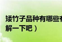 矮竹子品种有哪些有什么优点（下面一起来了解一下吧）