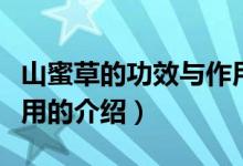 山蜜草的功效与作用（关于山蜜草的功效与作用的介绍）
