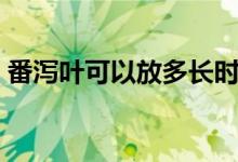 番泻叶可以放多长时间（番泻叶可以减肥吗）