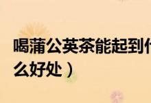 喝蒲公英茶能起到什么好处（喝蒲公英茶有什么好处）