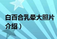 白百合乳晕大照片（关于白百合乳晕大照片的介绍）