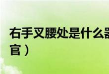 右手叉腰处是什么器官(左手叉腰处是什么器官)