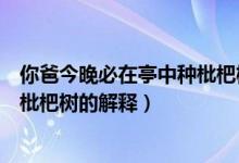 你爸今晚必在亭中种枇杷树什么意思（你爸今晚必在亭中种枇杷树的解释）