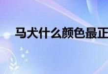 马犬什么颜色最正宗（关于马犬的介绍）