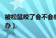 被松鼠咬了会不会感染病毒（被松鼠咬了怎么办）