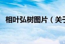 相叶弘树图片（关于相叶弘树图片的介绍）