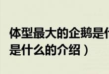 体型最大的企鹅是什么（关于体型最大的企鹅是什么的介绍）