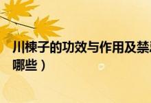 川楝子的功效与作用及禁忌（川楝子的功效与作用及禁忌有哪些）