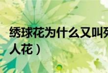 绣球花为什么又叫死人花（绣球花为啥又叫死人花）