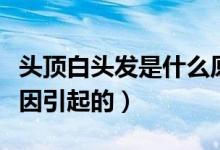 头顶白头发是什么原因（头顶白头发是什么原因引起的）