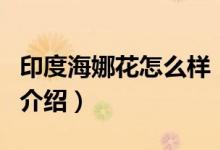 印度海娜花怎么样（关于印度海娜花怎么样的介绍）