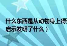 什么东西是从动物身上得到的启示（人们从动物身上得到的启示发明了什么）