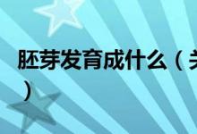 胚芽发育成什么（关于胚芽发育成什么的介绍）
