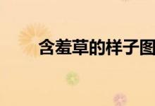 含羞草的样子图片(含羞草的样子)